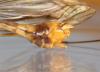 247135 – Photo : P-Y Gloaguen – France (29)